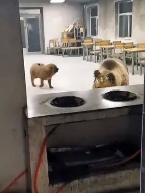 监控画面中的熊正在翻找食物