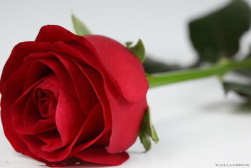 俄罗斯公园中阅读的老人<p>这就是我眼中的俄罗斯：一个在严寒中依然保持温度的国家，一个在历史与现实中不断寻找平衡的民族。</p><p>如果你有机会，不妨亲自去看看。也许你会像我一样，在某个不经意的瞬间，爱上这片土地，爱上这里的人。</p>                        </p>
                        <!-- E 正文 -->
                    </div>

                    <!-- S 付费阅读 -->
<!-- E 付费阅读 -->


                    <!-- S 点赞 -->
<div class=