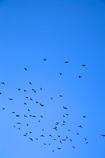 一只鸟儿展翅飞翔在天空中