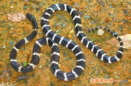 陕西多人深夜放生蛇鱼鳖引热议，背后真相令人深思！