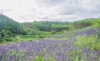 现实版乌托邦，在中国的这个海岛，吃饭、看病、上学统统高福利