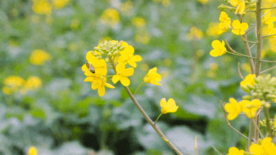 金色油菜花田中的小路