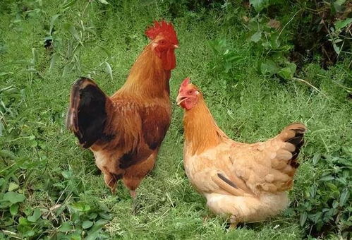 消费者选购土鸡场景图