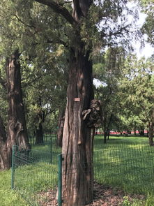 余华回应‘地坛公园树该续费’热搜：我不知道这事儿！网友集体破防