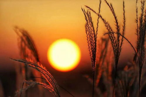 芦花在夕阳下随风飘舞