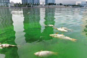 放生后水体污染示意图