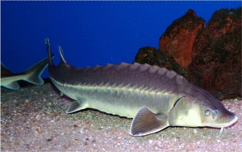 专业人员指导科学放生中华鲟