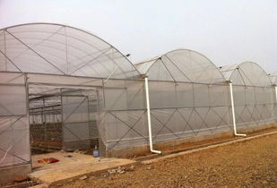 中亚风格的抗风温室结构模型