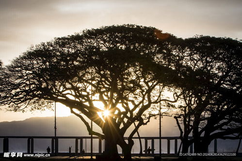 夕阳下的地坛公园古树剪影