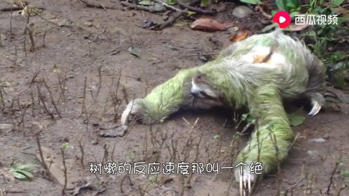 一只白色海鸥在天空飞翔