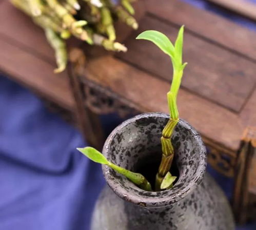 匠心传承｜韬天下铁皮石斛酱酒：致敬每一滴酒里的劳动智慧