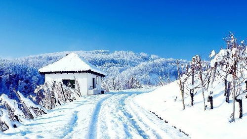 佛看见春天：在花海中寻找内心的宁静