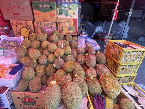 榴莲价格即将跳水？我亲测市场真相，20元/斤不是梦！