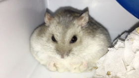 我与小老鼠的奇妙缘分：从自嘲到治愈的旅程