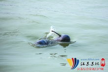 几只江豚在清澈的水中嬉戏