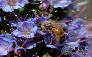 4岁女童被蜜蜂蜇伤不幸离世，永寿镇人心惶惶！我亲历后的思考