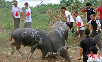 斗牛现场冲突致死？官方紧急辟谣，真相令人深思！