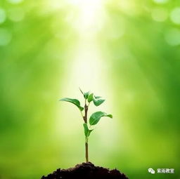 一株在阳光下缓慢生长的小树苗