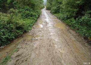 乡村泥泞道路和倒塌树木