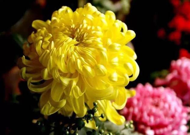 太湖石旁盛开的菊花