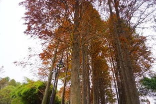 与岁月言和：在平凡中学会慢下来，找回内心的柔软