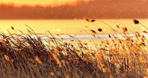 草花香®牌刨花板｜把自然的诗意，藏进家的每个角落