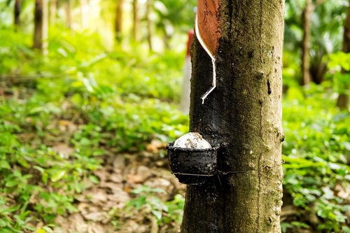 树上的蜂窝特写图片<br><p id=