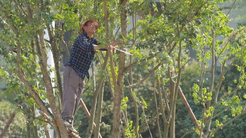 王金在烈日下搬运树苗