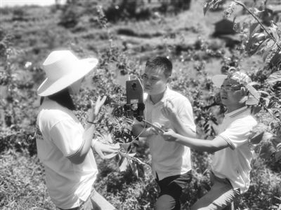 李强在果园直播带货现场