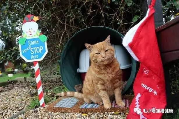 网友在社交平台悼念小猫悟空的截图