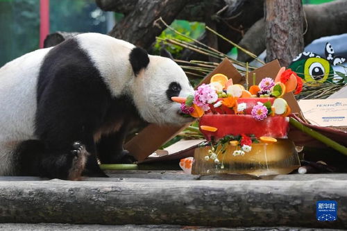 莫斯科动物园大熊猫