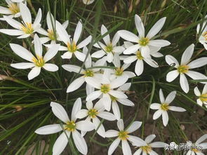 白色花朵在阳光下绽放