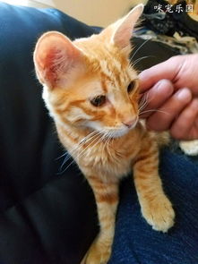 小橘猫在主人怀里打盹