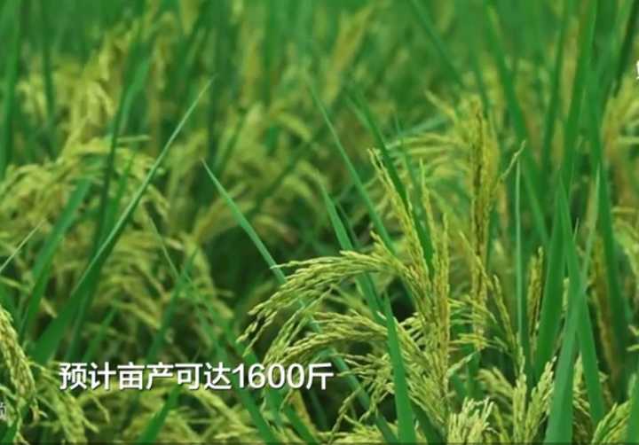 一株饱满的水稻植株