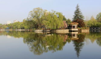 湖边石榴树倒影