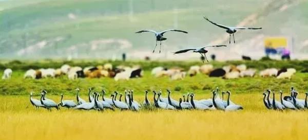 丁真站在草原上微笑的照片