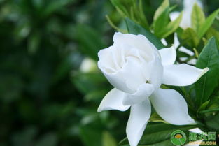 玻璃瓶中插着几支栀子花<h2 id=