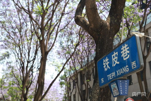 西山区铁皮巷蓝花楹与咖啡馆<h2 id=