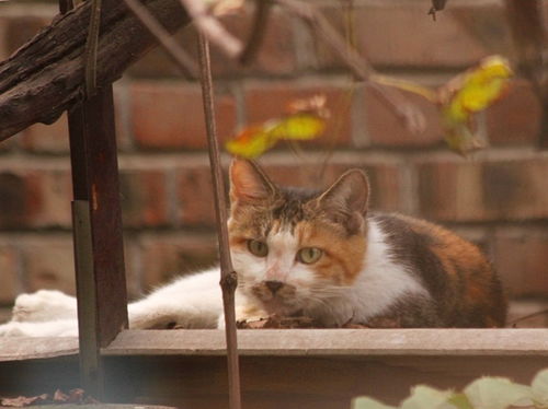 猫咪在窗边晒太阳