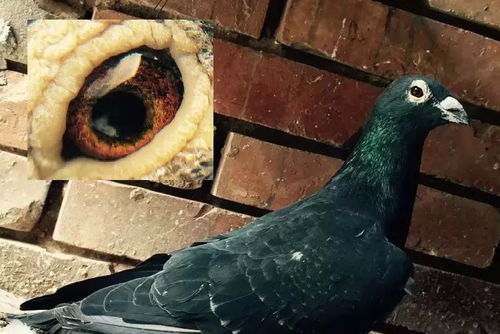 李现在社交平台分享拍鸟照片