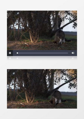 夕阳下小花猫与乌鸦们依依惜别