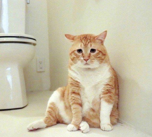 我成了猫妈：一只流浪猫改变了我的人生轨迹