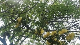 一群乌鸦在榕树上开会的场景