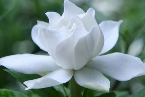 雨天的栀子花香：那一抹沁人心脾的记忆