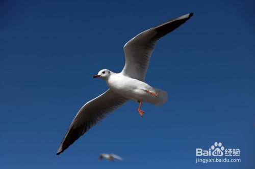 李现拍鸟带来的思考：从“打鸟”到环保，明星效应如何撬动生态关注？