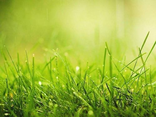 一串绒绒铺地草，连绵不绝惹人怜：春风中的温柔记忆