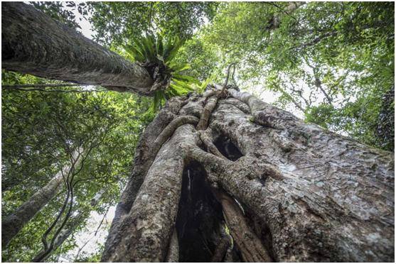 热带雨林中的一棵巨大榕树