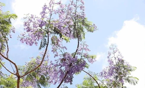 联盟路法式风情街蓝花楹<p>最让我感动的是一个小女孩，她穿着白色连衣裙，手捧一束蓝花楹花，在树下摆姿势拍照。她的笑容和花朵一样纯净，那一刻，我按下快门，定格了这个瞬间。</p><h3 id=