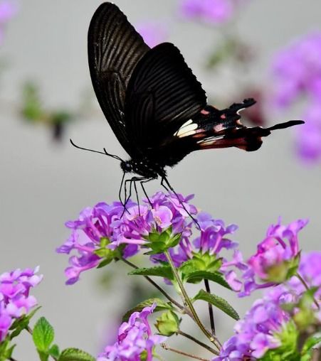 蝴蝶在花丛中飞舞
