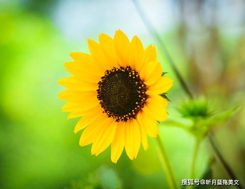 一朵静静开放的黄色野花在草丛中